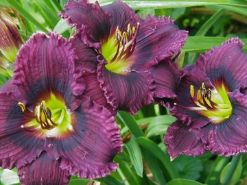 Photo of CONCORD BABY clump